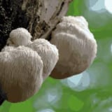 Organic Lion’s Mane